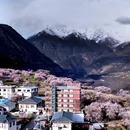 林芝旅游 缩略图 6