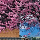 林芝旅游 缩略图 3