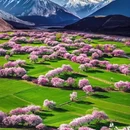 林芝旅游 缩略图 4