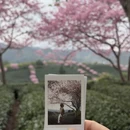 龙岩旅游 缩略图 12