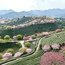 龙岩旅游 缩略图 8