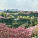 龙岩旅游 缩略图 10