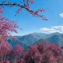 大理州旅游 缩略图 4