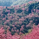 大理州旅游 缩略图 5