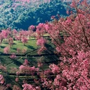 大理州旅游 缩略图 1
