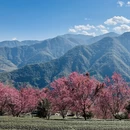 大理州旅游 缩略图 9