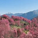 大理州旅游 缩略图 7