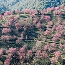 大理州旅游 缩略图 6