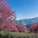 大理州旅游 缩略图 10