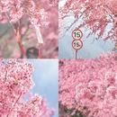 大理州旅游 缩略图 3