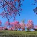 大理州旅游 缩略图 8