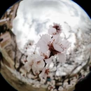 林芝旅游 缩略图 5