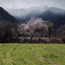 林芝旅游 缩略图 2