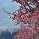 林芝旅游 缩略图 1
