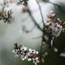 林芝旅游 缩略图 9