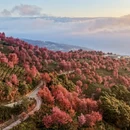 大理州旅游 缩略图 7