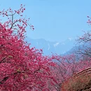 大理州旅游 缩略图 1
