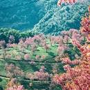 大理州旅游 缩略图 1