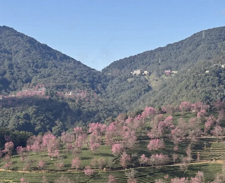 大理州旅游 1