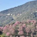 大理州旅游 缩略图 2