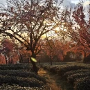 大理州旅游 缩略图 11
