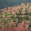 大理州旅游 缩略图 7