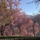 大理州旅游 缩略图 12