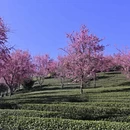 大理州旅游 缩略图 9