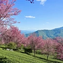 大理州旅游 缩略图 11