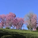 大理州旅游 缩略图 8