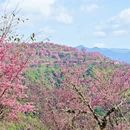 大理州旅游 缩略图 15