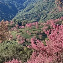 楚雄州旅游 缩略图 2
