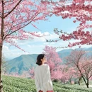 大理州旅游 缩略图 7
