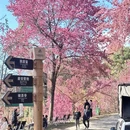 楚雄州旅游 缩略图 1