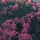 大理州旅游 缩略图 3