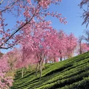 大理州旅游 缩略图 4