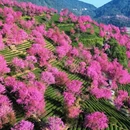 大理州旅游 缩略图 9