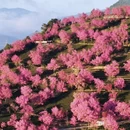 大理州旅游 缩略图 10
