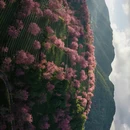 大理州旅游 缩略图 1
