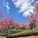 大理州旅游 缩略图 5