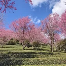 大理州旅游 缩略图 4