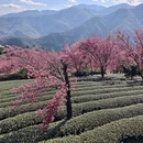 大理州旅游 缩略图 2