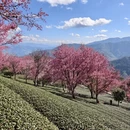 大理州旅游 缩略图 3