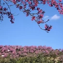 大理州旅游 缩略图 10