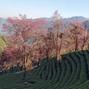 大理州旅游 缩略图 17