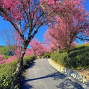 大理州旅游 缩略图 5