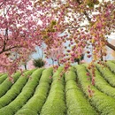 大理州旅游 缩略图 8