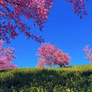 大理州旅游 缩略图 4
