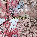 拉萨旅游 缩略图 7