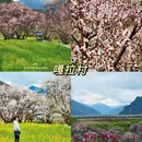 拉萨旅游 缩略图 5